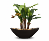 Artificial Banana Bonsai Tree - 1ft